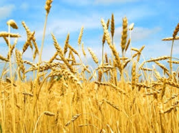 Затвердження результатів наукової і науково-технічної експертизи остаточних звітів за 2021-2023